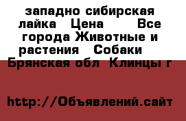 западно сибирская лайка › Цена ­ 0 - Все города Животные и растения » Собаки   . Брянская обл.,Клинцы г.